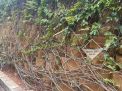CẬP NHẬT DỰ ÁN TƯỜNG CHẮN NEOWEB– TERRACOTA TUYỀN LÂM, LÂM ĐỒNG (SAU 15 NĂM)